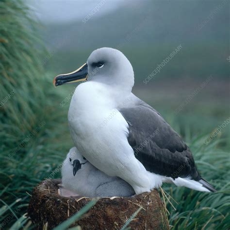 Grey-headed Albatross - Stock Image - C014/4221 - Science Photo Library