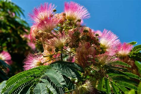 How To Grow & Care For Mimosa Tree | Plantly