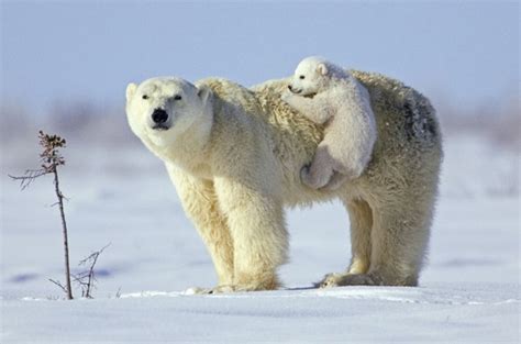 Baby polar bear is hiching a ride on his mom - Teh Cute