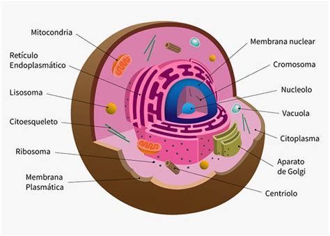 Célula eucariota - ¿Qué es?, características, partes y más | Celula procariota y eucariota ...