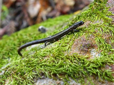 California Slender Salamander (California Academy of Sciences Living Roof Fauna) · iNaturalist