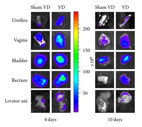 Examples of ex vivo fluorescence images for GFP+ mesenchymal stem cells... | Download Scientific ...