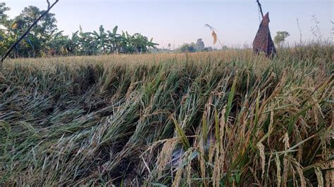 Effects Soil Erosion Crop Production Stock Photos - Free & Royalty-Free ...