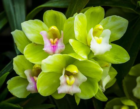 Green Orchid | Green orchid, Orchids, Wonderful flowers