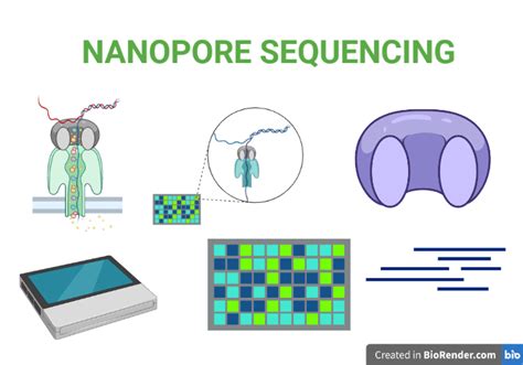 Nanopore Sequencing- Principle, Steps, Device, Applications - Sciencevivid