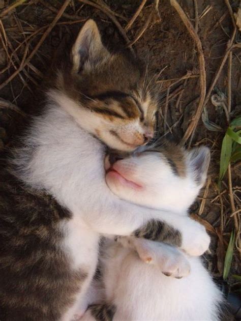 Trend Populer 36 Cute Baby Cats Hugging