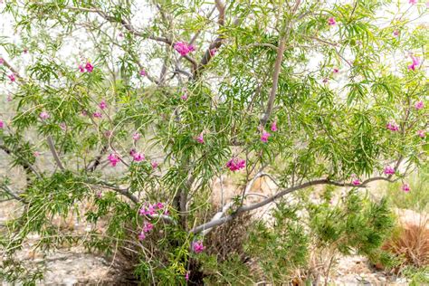 How to Grow and Care for Desert Willow