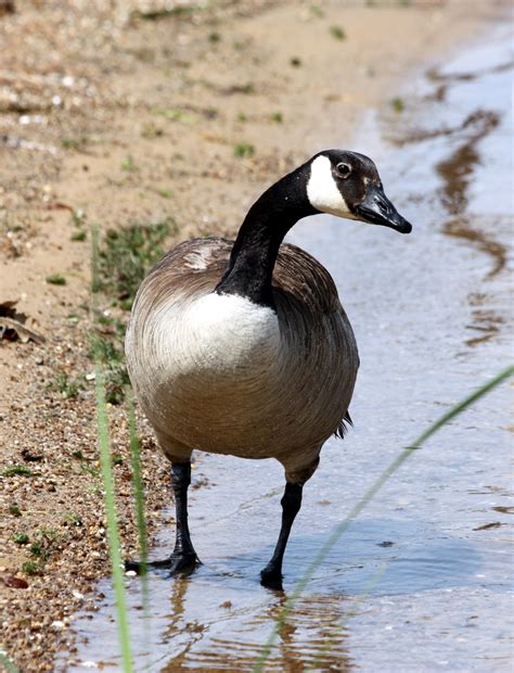 Curious Canada Goose Free Stock Photo - Public Domain Pictures