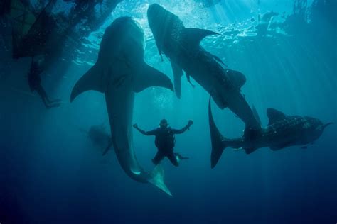 These Types Of Sharks Could Encounter When Diving In Komodo