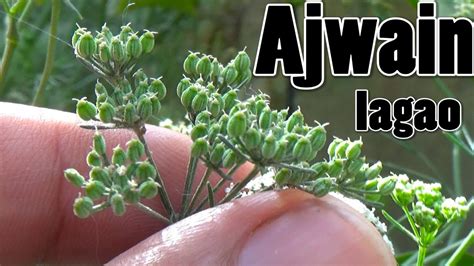 Ajwain Plant Seeds