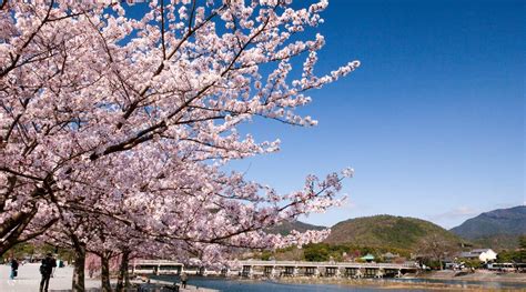 Arashiyama, Tenryuji Temple, Ninnaji Temple Kyoto Cherry Blossom Tour - Klook