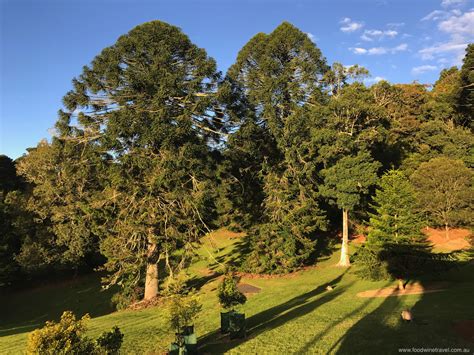 What makes the Bunya Mountains so special?