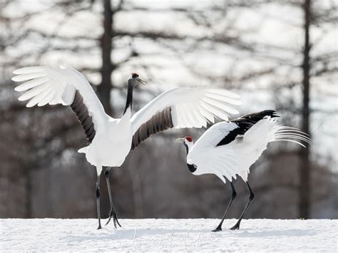 2018 Winter Wildlife Tour of Japan | Japanese Red Crowned Cranes ...