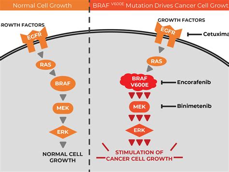 Targeted Drug Trio for Colorectal Cancer with BRAF Mutations - NCI