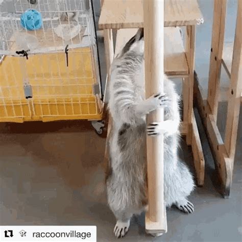 Raccoon Raccoon Dance GIF - Raccoon RaccoonDance RaccoonPoleDance ...