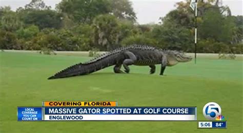 Was the giant gator spotted on a Florida golf course real or fake ...