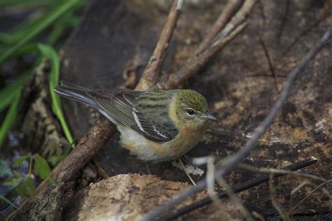 Female Cape May Warbler Photograph by Gary Hall - Fine Art America