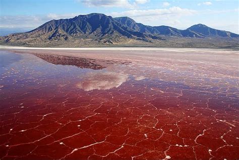 Meet Lake Natron one of the deadliest lakes in existence. It is ...