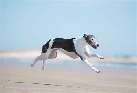 Top 5 Dog Breeds That Play Frisbee - PatchPuppy.com