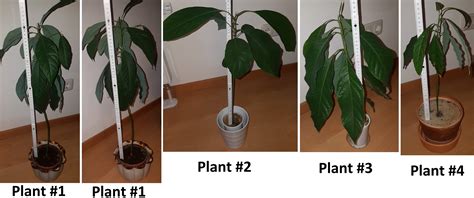 Need advice for pruning indoor Avocado saplings - Gardening & Landscaping Stack Exchange