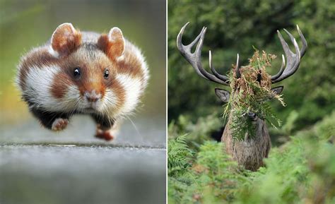 Hilarious winners of the 2015 Comedy Wildlife Photography Awards | Comedy wildlife photography ...