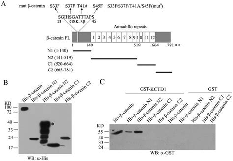 (A) Schematic representation of protein domain structure of β-catenin ...