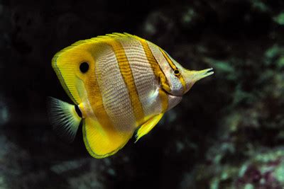 Are Copperband Butterflyfish Reef Safe? - Fish Lifestyle