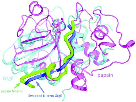 Superposition of GtgE (cyan) and papain (magenta). Papain structure... | Download Scientific Diagram