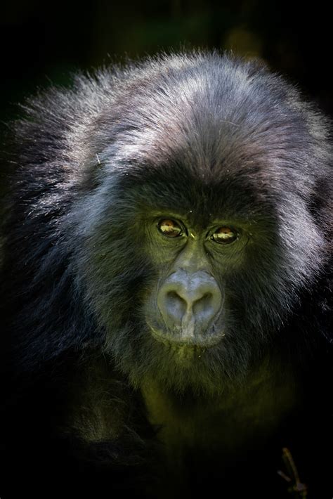 » Rwanda Wildlife