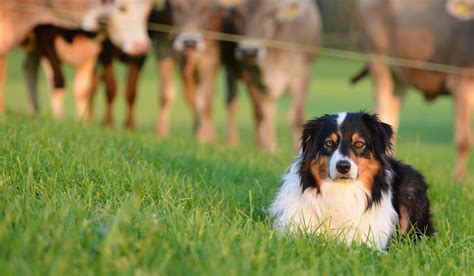 The Herding Dogs Breeds - Breed Profile, Facts, Images