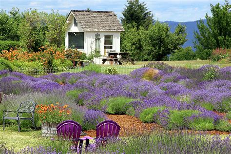 Lavender House Photograph by Debra Orlean - Fine Art America