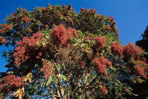 Rosewood Tree | About | Health Benefits | Uses | Flowers & Leaves ...