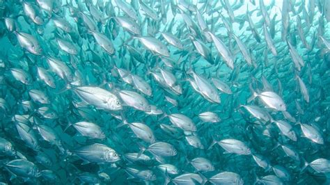 Schools of Fish Process Information Like the Brain | Technology Networks