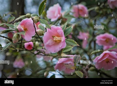 botanical garden of the University of Padova, Italy Stock Photo - Alamy