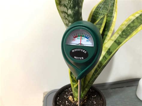 Moisture Meter Plants: The Ultimate Guide To Measuring And Maintaining Soil Moisture Levels ...