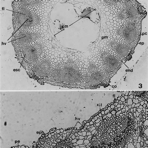 Corte transversal de tallo (X40): cm, cavidad medular; co, colénquima ...