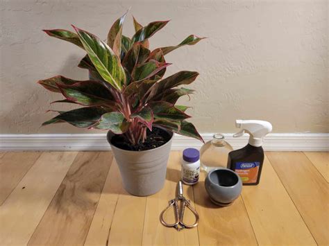 How to Propagate Aglaonema: Step-By-Step (With Pictures)