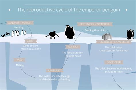 南極の見張り番、皇帝ペンギンとの出会い – ponant-jp