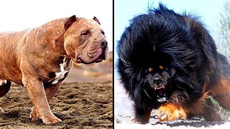 10 Dangerous Dog Breeds