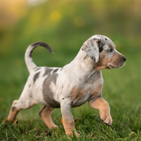 How much does a Catahoula Leopard Dog cost? -Puppy Prices