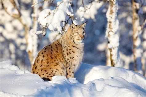 Premium Photo | Gorgeous 4k image of a lynx cat cub amidst the winter ...