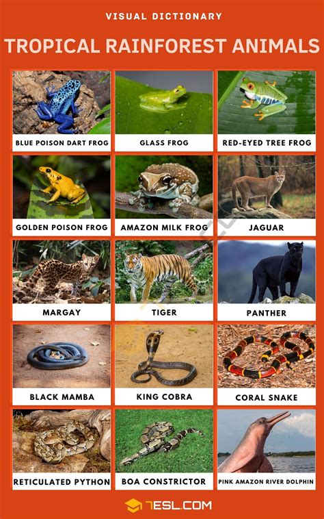 Tropical Rainforest Animals List Of Animals, Animals Of The World, Zoo Animals, Amazon ...