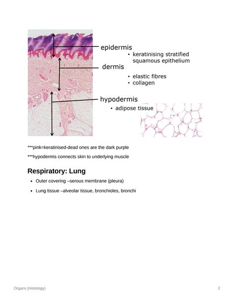 SOLUTION: Organs histology - Studypool