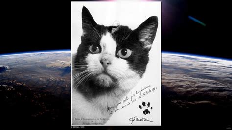 Meet the first -- and only -- cat in space