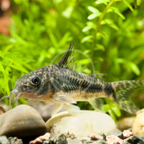 CATFISH - CORYDORAS PEPPERED Corydoras paleatus - Aquatics Unlimited