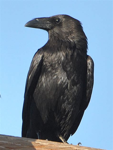 Chihuahuan Raven CHRA – HollandWest