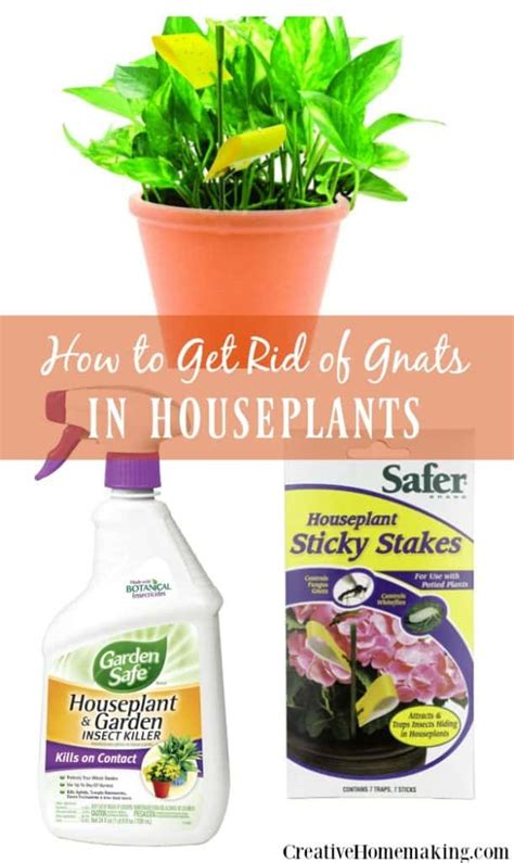 How to Get Rid of Gnats in House Plants - Creative Homemaking