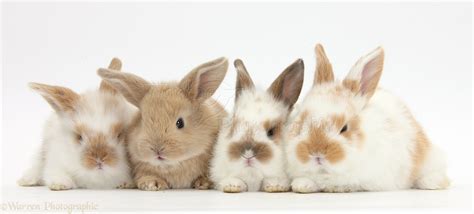 A Horse Of Course, And Rabbits Too: Cute pictures of baby rabbits