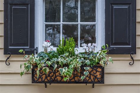 Charleston Daily Photo: Winter window boxes - Charleston