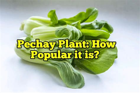 Pechay Plant: How popular it is?